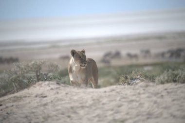 Vahşi aslan çölde yürüyor..