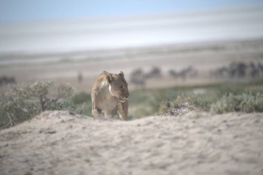 Namibya savanındaki aslan