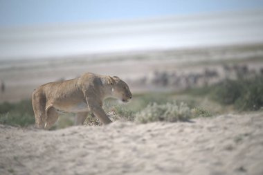 Namibya, Namibya sahilindeki bir aslanın yakın plan fotoğrafı.