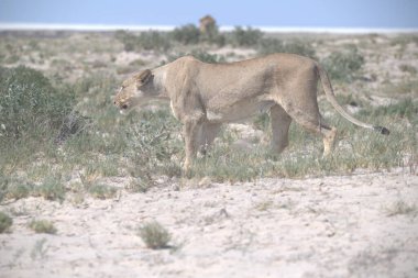 Namibya 'nın transvsha bölgesinde çölün ortasında yürüyen güzel bir aslan.