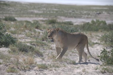 Etoşa 'da bir aslan