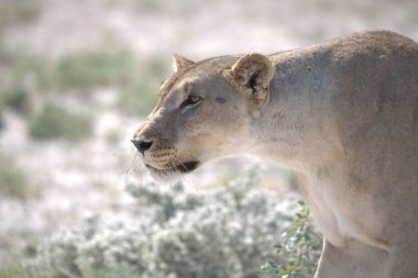 Etoşa 'da beyaz aslan, namibya, Afrika