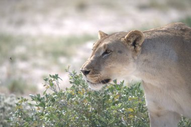 Afrika Namibya 'da vahşi aslan