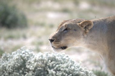 Kenya savanındaki aslan