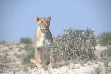 Namibya 'da çölde yürüyen aslan (panthera leo) erkeği