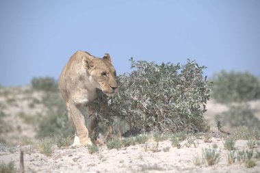 Çöldeki genç bir aslanın güzel manzarası.
