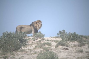 Kenya savanındaki aslan