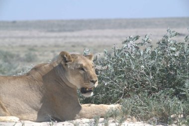 Namibya savanındaki aslan