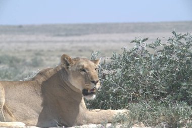 Savannah dişi aslan