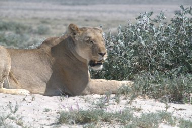Aslan etkin Milli Parkı'nda