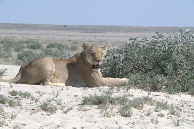 Etoşa Ulusal Parkı, Namibya 'da dişi bir aslanın güzel bir fotoğrafı.