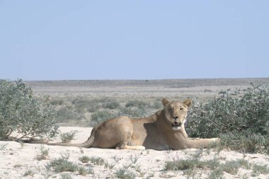 Etoşa Ulusal Parkı, Namibya 'da aslan