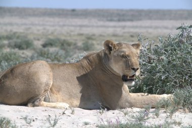Çöldeki aslan, namibya