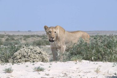 Aslan kumda yürüyor.