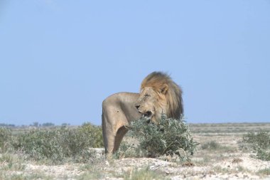 Çölde bir erkek aslan.