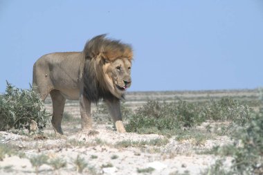 Kuru kumda yürüyen bir erkek aslan..