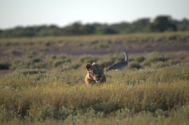 Kenya savanındaki aslan