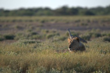 Kenya savanındaki aslan
