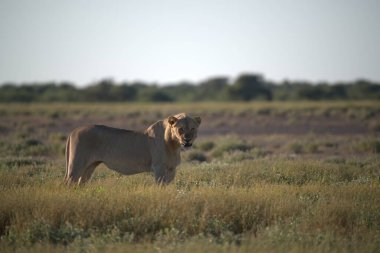 Etoşa 'daki güzel vahşi yaşam resimleri.