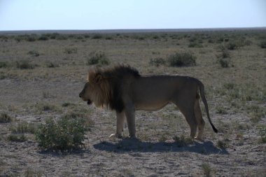 Namibya 'da Etoşa' da aslan