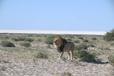 Beyaz aslan savanda, etosha Milli Parkı, namibya