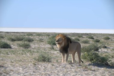 Sahilde yürüyen beyaz bir aslan.