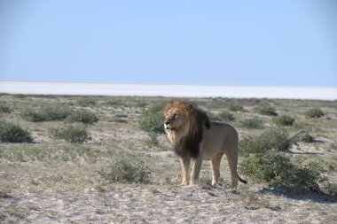 Etoşa 'da bir aslan.
