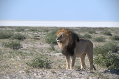 Etoşa Ulusal Parkı, Namibya 'da aslan