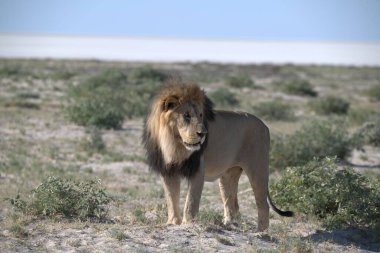 Etoşa Ulusal Parkı, Namibya 'daki Afrika aslanı.