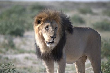 Kenya savanındaki aslan