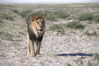 Afrika savanının kumları üzerindeki aslan, namibya.