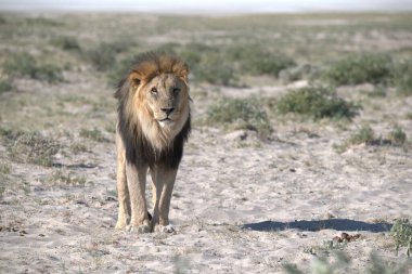 Etoşa Ulusal Parkı 'nda, Namibya' da yerde duran bir erkek aslan. Afrika.