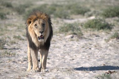 Afrika Aslanı (panthera leo), Namibya, Afrika