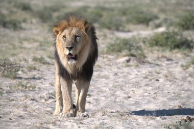 Etoşa 'daki erkek aslan.