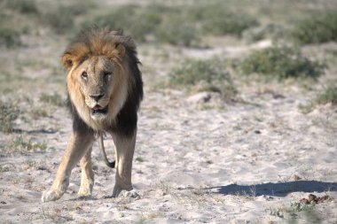 Etoşa 'da bir erkek aslan.