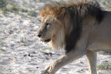 Kenya savanındaki aslan