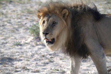 Bir erkek aslan savanada yürüyor.