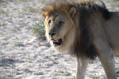 Savananın ortasında, Kenya bozkırında bir aslan.