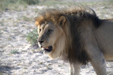 Parktaki bir aslanın güzel bir fotoğrafı.