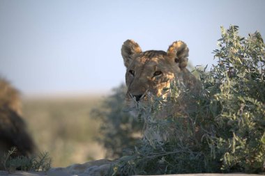 Kenya savanındaki aslan