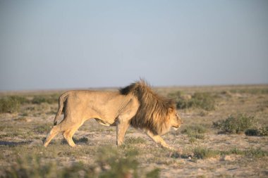 Afrika 'nın bozkırındaki aslan