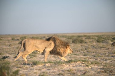 Aslan (panthera leo), etosha milli parkı, namibya
