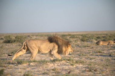 Kenya savanındaki aslan