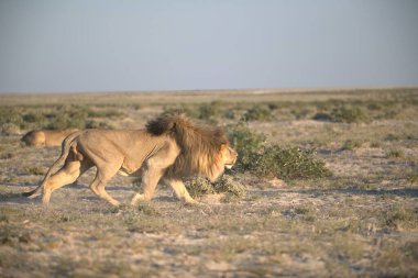 Aslan savanada yürüyor