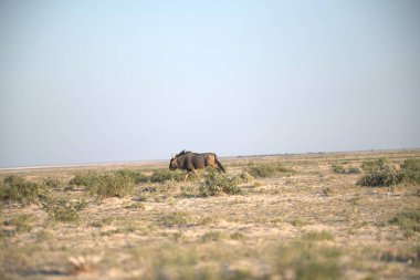 Namibya 'daki vahşi fil