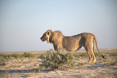 beautiful wildlife pictures of etosha