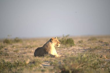 Afrika savanındaki aslan.