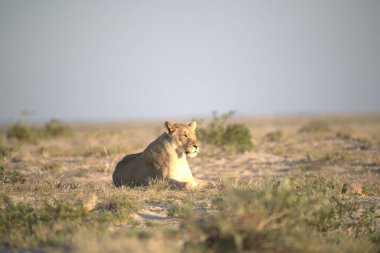 Savannah 'da aslan yavrusu