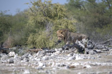 Kenya savanındaki aslan