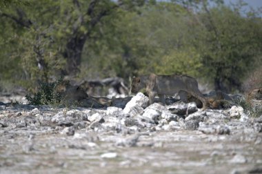 Afrika savanındaki vahşi aslanlar